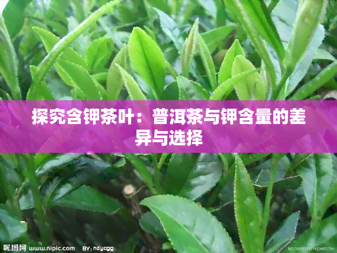 探究含钾茶叶：普洱茶与钾含量的差异与选择