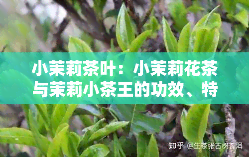 小茉莉茶叶：小茉莉花茶与茉莉小茶王的功效、特点及区别