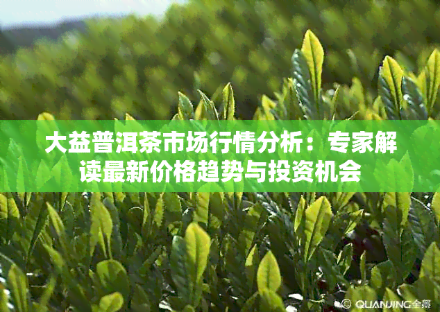 大益普洱茶市场行情分析：专家解读最新价格趋势与投资机会