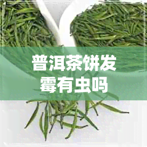 普洱茶饼发霉有虫吗