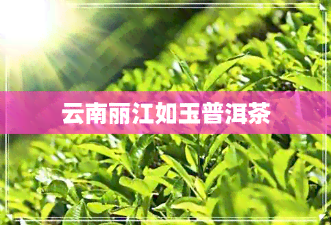 云南丽江如玉普洱茶