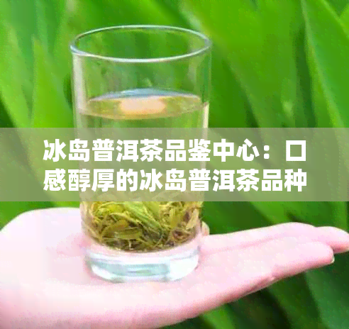 冰岛普洱茶品鉴中心：口感醇厚的冰岛普洱茶品种及茶叶推荐