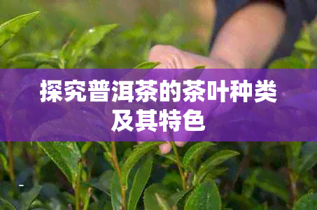 探究普洱茶的茶叶种类及其特色