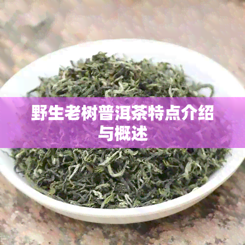 野生老树普洱茶特点介绍与概述