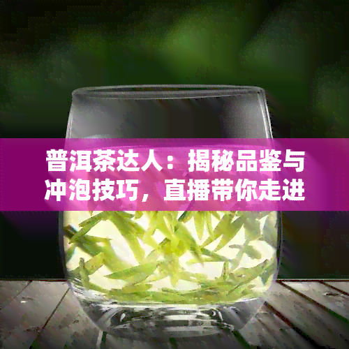 普洱茶达人：揭秘品鉴与冲泡技巧，直播带你走进普洱茶世界