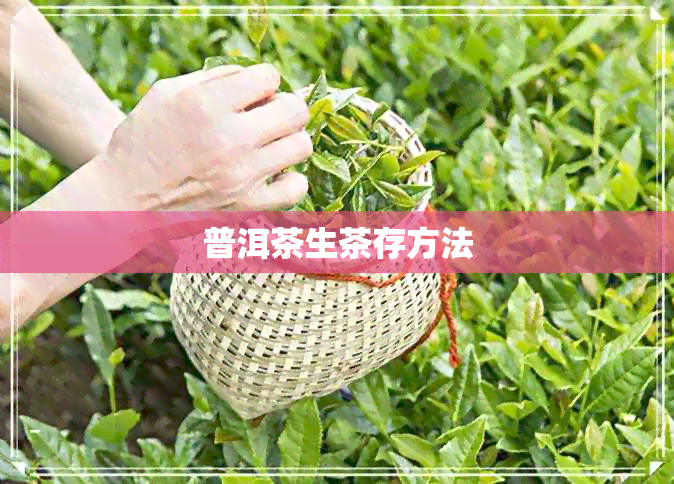 普洱茶生茶存方法