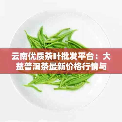 云南优质茶叶批发平台：大益普洱茶最新价格行情与采购大全