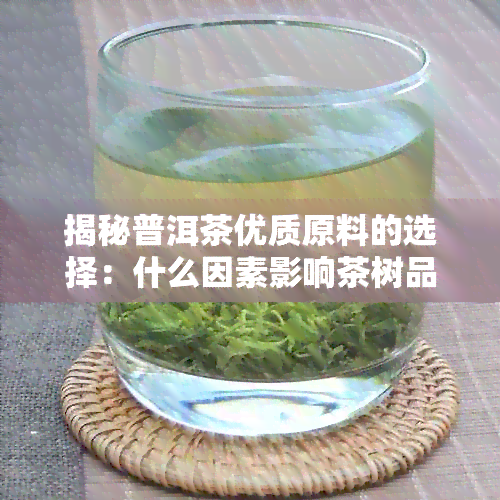 揭秘普洱茶优质原料的选择：什么因素影响茶树品质？