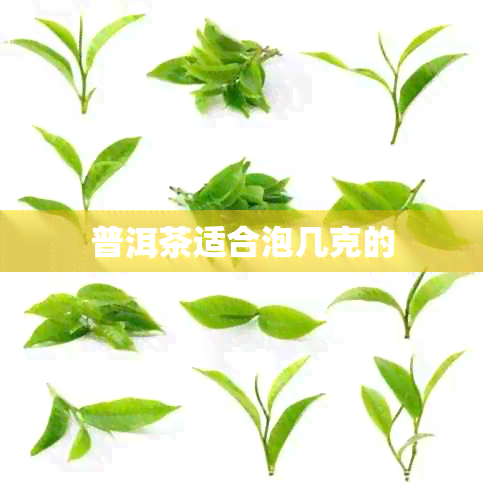 普洱茶适合泡几克的