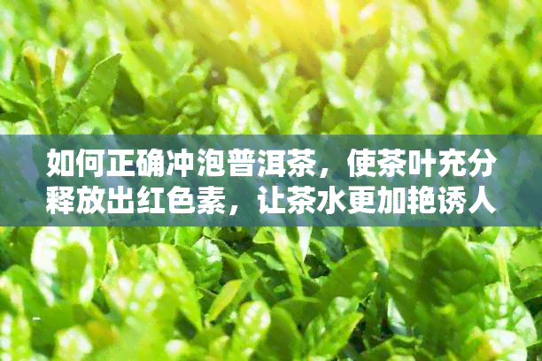 如何正确冲泡普洱茶，使茶叶充分释放出红色素，让茶水更加艳诱人？