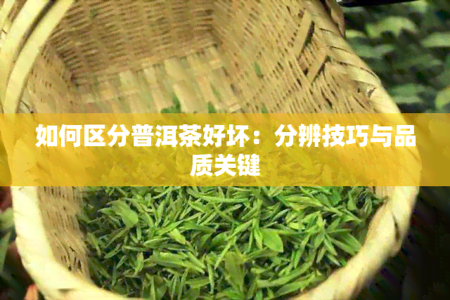 如何区分普洱茶好坏：分辨技巧与品质关键