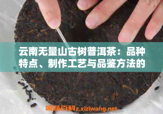 云南无量山古树普洱茶：品种特点、制作工艺与品鉴方法的全面解析