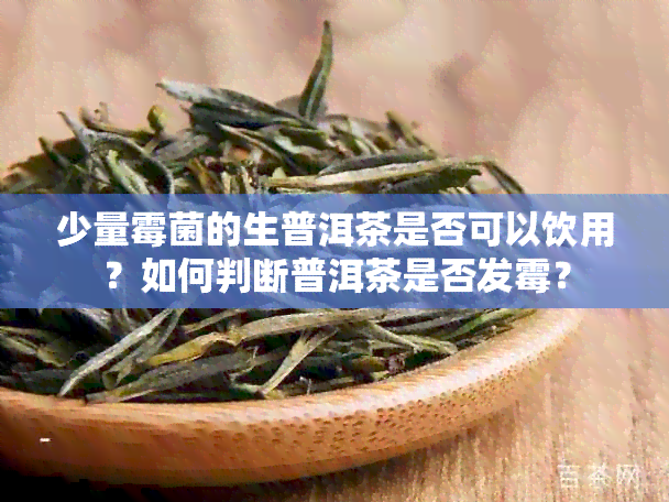 少量霉菌的生普洱茶是否可以饮用？如何判断普洱茶是否发霉？