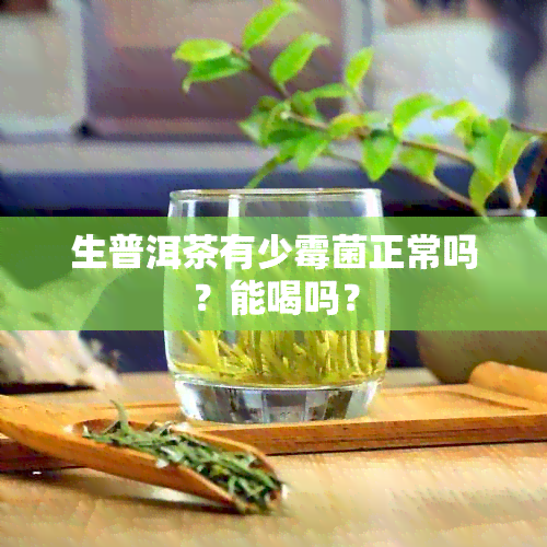 生普洱茶有少霉菌正常吗？能喝吗？