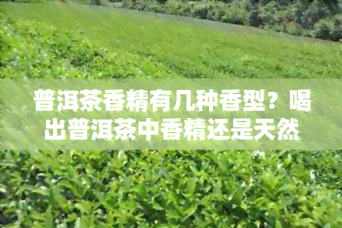 普洱茶香精有几种香型？喝出普洱茶中香精还是天然的香味？