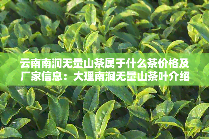 云南南涧无量山茶属于什么茶价格及厂家信息：大理南涧无量山茶叶介绍