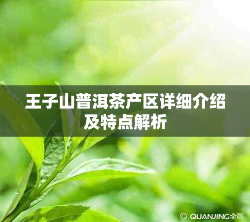 王子山普洱茶产区详细介绍及特点解析