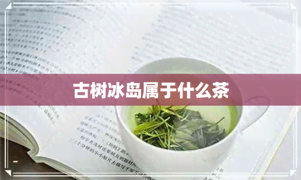 古树冰岛属于什么茶