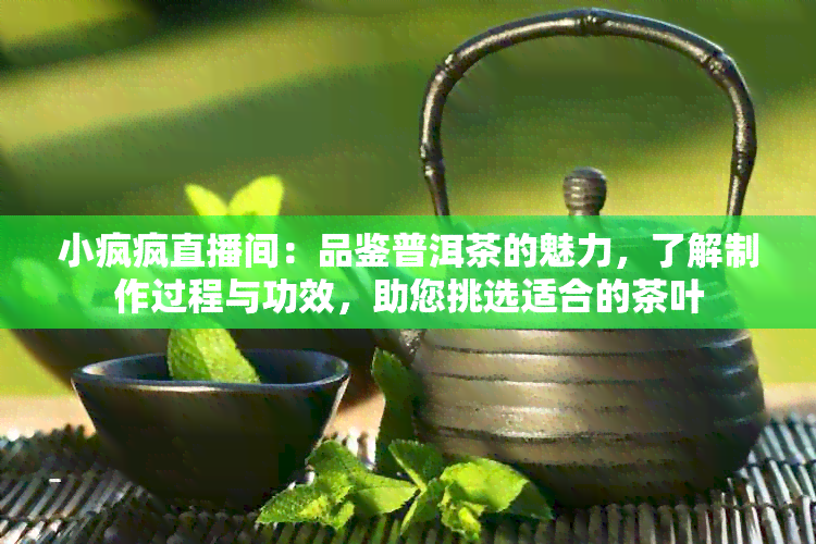 小疯疯直播间：品鉴普洱茶的魅力，了解制作过程与功效，助您挑选适合的茶叶