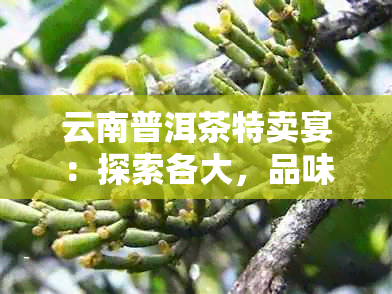 云南普洱茶特卖宴：探索各大，品味口感与价值