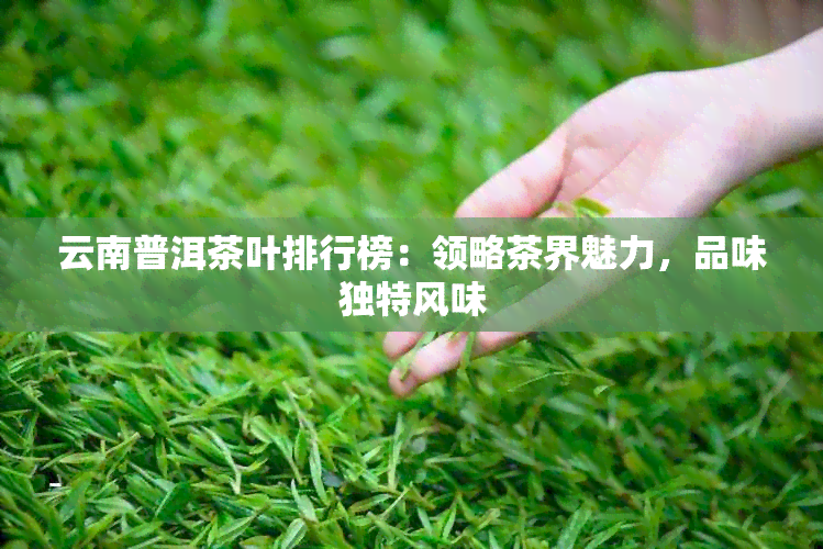 云南普洱茶叶排行榜：领略茶界魅力，品味独特风味