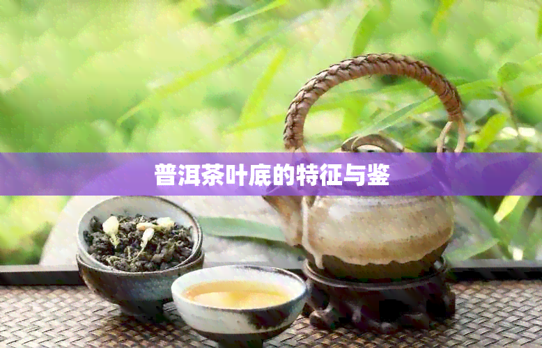 普洱茶叶底的特征与鉴