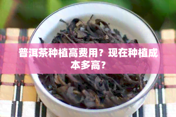 普洱茶种植高费用？现在种植成本多高？