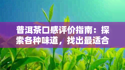 普洱茶口感评价指南：探索各种味道，找出最适合你的那一款