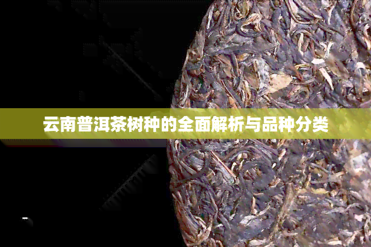 云南普洱茶树种的全面解析与品种分类