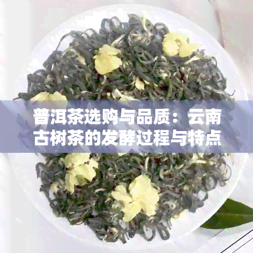 普洱茶选购与品质：云南古树茶的发酵过程与特点分析