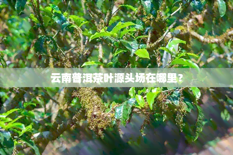 云南普洱茶叶源头场在哪里？