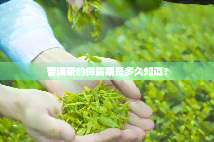 普洱茶的保质期是多久知道？