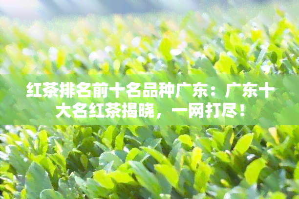 红茶排名前十名品种广东：广东十大名红茶揭晓，一网打尽！