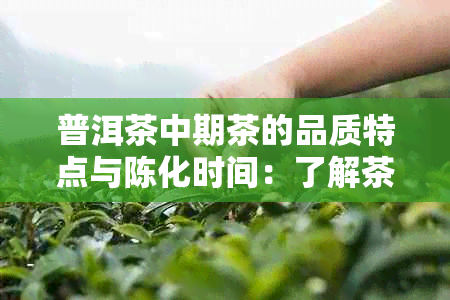 普洱茶中期茶的品质特点与陈化时间：了解茶叶的成熟过程和适宜饮用年份