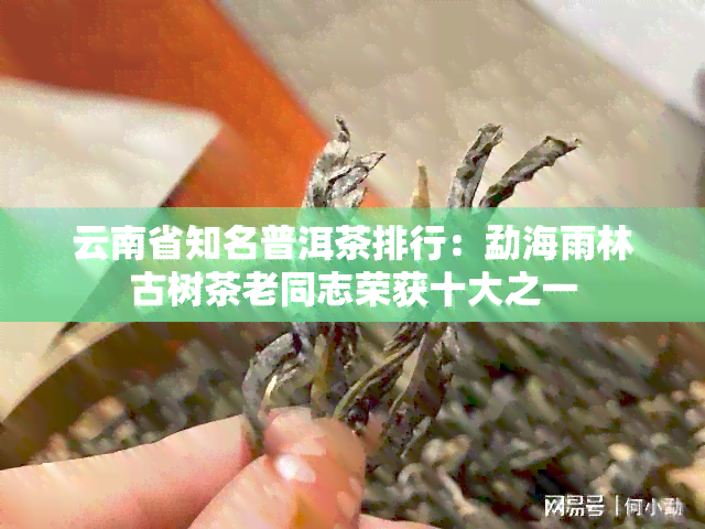 云南省知名普洱茶排行：勐海雨林古树茶老同志荣获十大之一