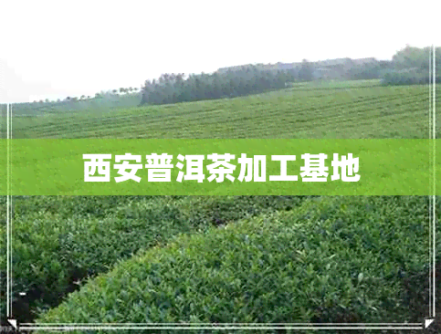 西安普洱茶加工基地