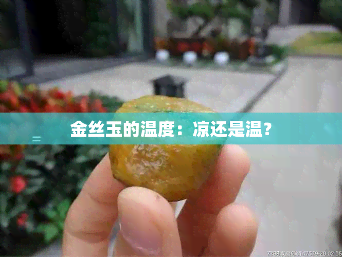 金丝玉的温度：凉还是温？