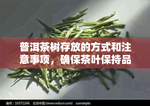 普洱茶树存放的方式和注意事项，确保茶叶保持品质和口感