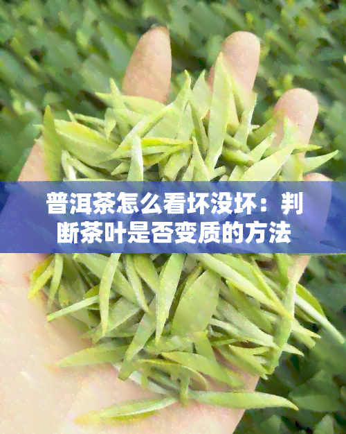 普洱茶怎么看坏没坏：判断茶叶是否变质的方法