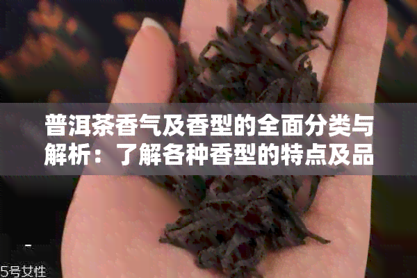 普洱茶香气及香型的全面分类与解析：了解各种香型的特点及品鉴方法