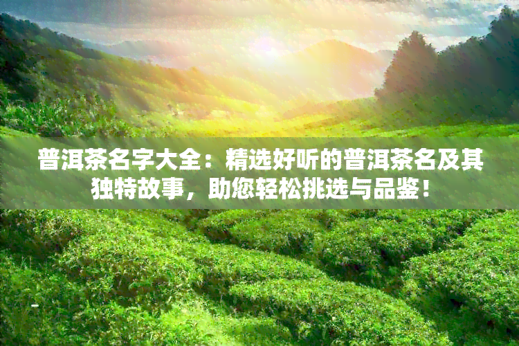 普洱茶名字大全：精选好听的普洱茶名及其独特故事，助您轻松挑选与品鉴！