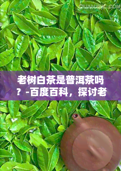 老树白茶是普洱茶吗？-百度百科，探讨老树白茶的茶类及与老白茶的关系