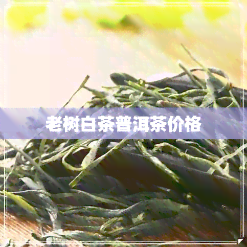 老树白茶普洱茶价格