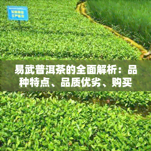 易武普洱茶的全面解析：品种特点、品质优劣、购买建议及泡茶技巧一应俱全