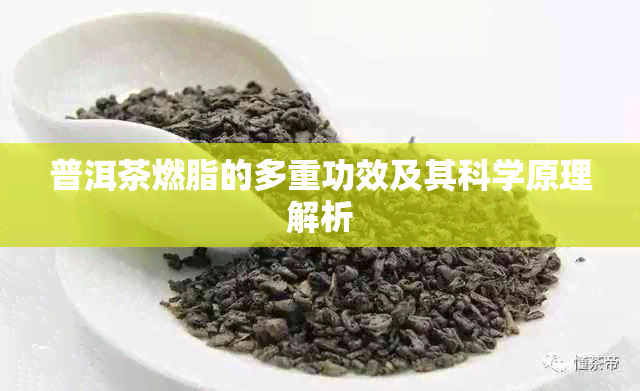 普洱茶燃脂的多重功效及其科学原理解析