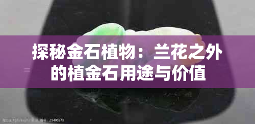 探秘金石植物：兰花之外的植金石用途与价值