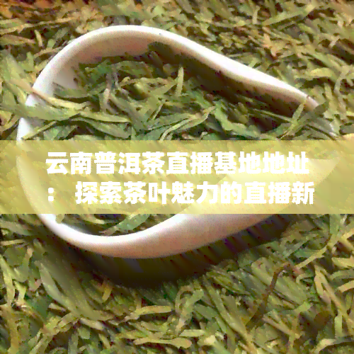 云南普洱茶直播基地地址： 探索茶叶魅力的直播新视角