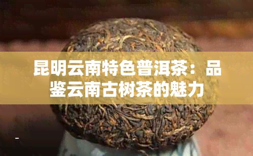 昆明云南特色普洱茶：品鉴云南古树茶的魅力