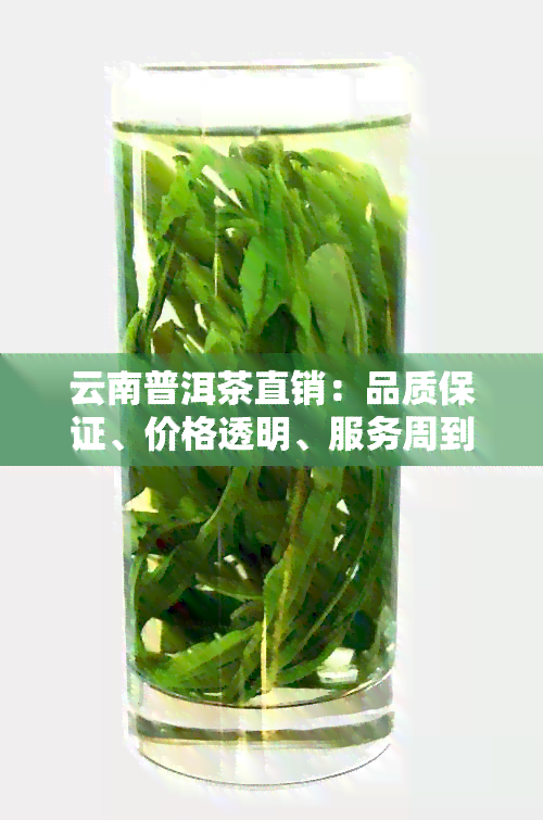 云南普洱茶直销：品质保证、价格透明、服务周到，一站式购茶解决方案