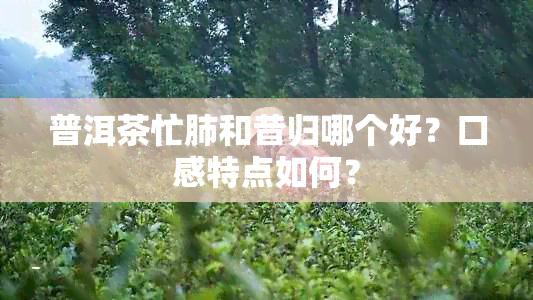 普洱茶忙肺和昔归哪个好？口感特点如何？